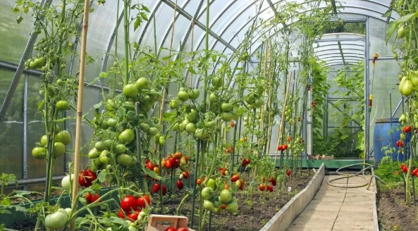 大棚小知識(shí)：低溫雨雪天，大棚蔬菜該如何防凍？